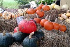 our_squash_and_pumpkins_appear_in_early_fall_20180330_1876962365