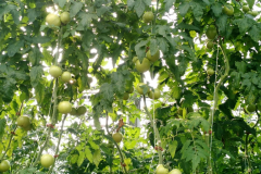 Our Greenhouses