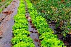 dsc_0572_20180330_1310786006