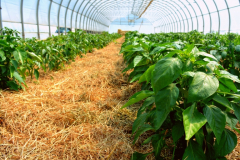 dsc_0789_2_20180330_1654163392