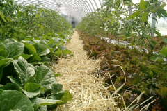 greenhouse_romaine_tomatoes_may_20180330_1755032021