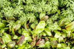 greens_3-14_20180330_1402691271