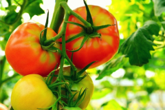tomatoes_20180320_1296194410