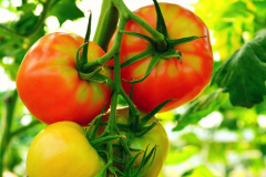 tomatoes_20180330_1498530982