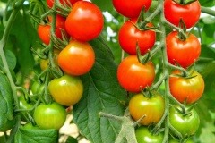 tomatoes_cherry_on_fine_rainbow_20180330_1509191529