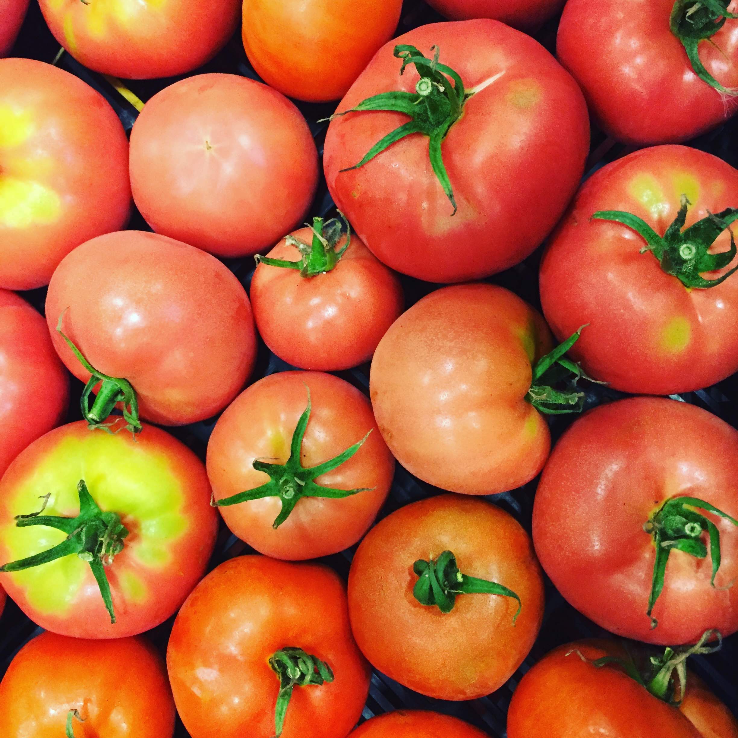 group of organic heirloom tomatoes