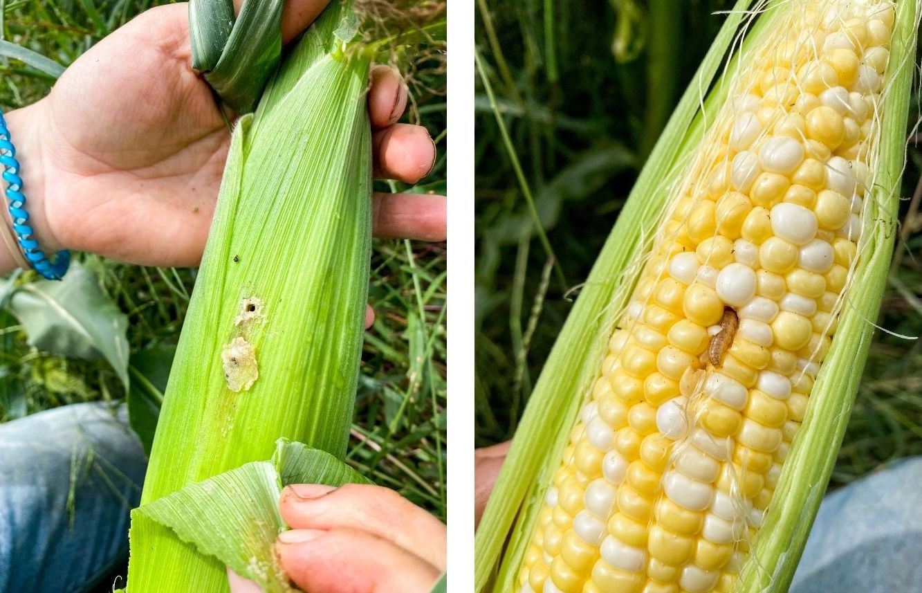 Growing Green: What Bugs Our Produce? - Pete's Greens, Four-Season ...